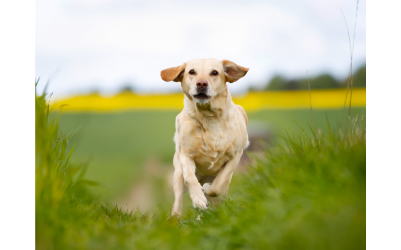 Labrador Retrievers are fully grown at 14 months old Labradors are a breed of dog that are known for their intelligence and eagerness to please. Labradors are extremely energetic, so they need a lot of exercise.