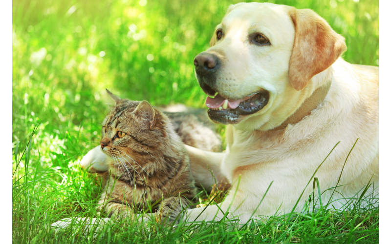 In this post, I will be giving you some information on Labradors and cats. I will be explaining how they are similar and different as well as talking about some potential conflicts and what to do if they happen.