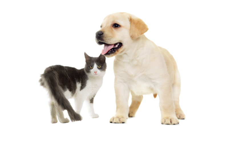 Are Labradors good with cats? Yes, Labradors are gentle-natured dogs that goes along well with cats. 