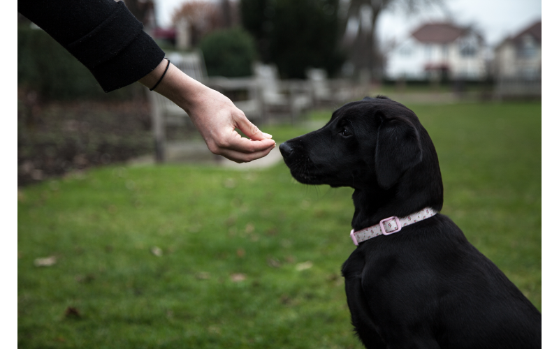 Labradors are known for their intelligence and trainability. They are easy to train and are perfect for first-time dog owners.