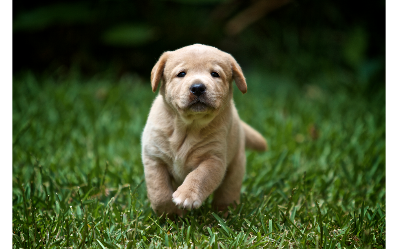 Are Labradors good dogs? Are Labradors good dogs for you? What makes Labradors good dogs? These are the types of questions that may come to your mind when considering the Labrador. Labradors are also a popular choice for families. What type of dog will be better for you? The short answer is yes. The best thing that you can do is to start training your dog from the moment you bring him home.