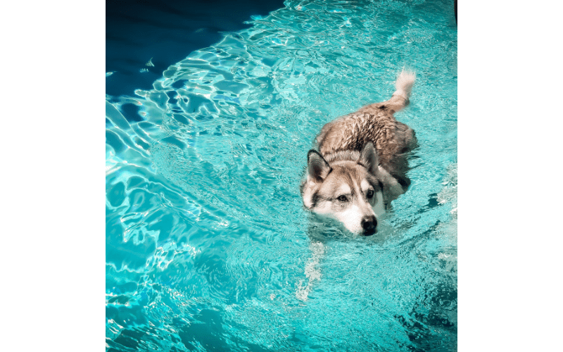 Siberian Huskies can swim, but they are not good swimmers.