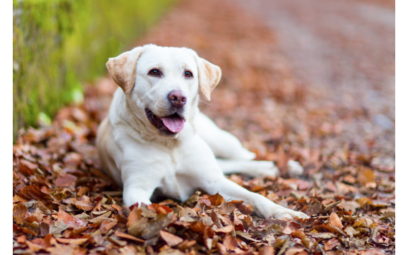 Are Labradors Good Guard Dogs? Labradors are good guard dogs due to their intelligence and ability to be trained quickly. 