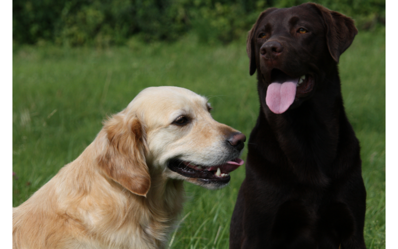 Are Labradors and Golden Retrievers Related? It's a question that has baffled dog lovers for decades.