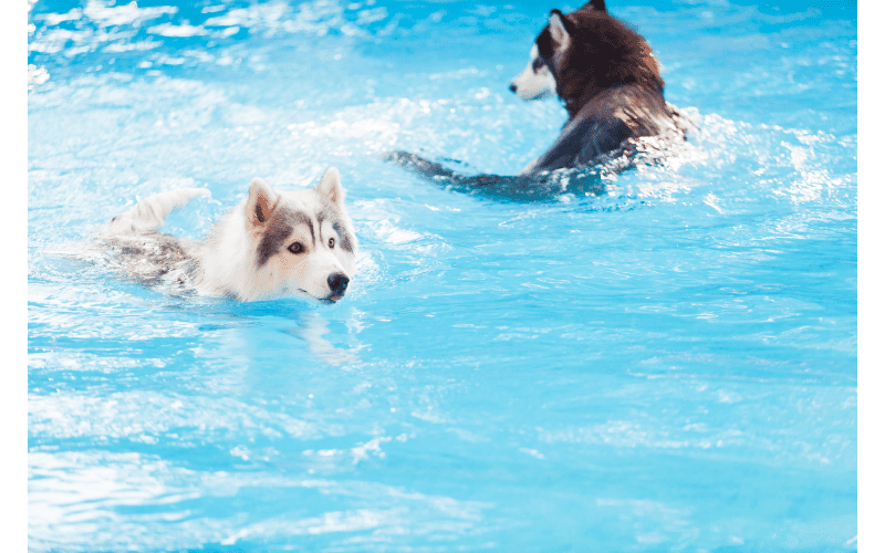 If you are looking for a way to teach your Siberian Husky to swim, try using a dog life jacket. A dog life jacket will keep your Siberian Husky afloat, and it is also lightweight. 