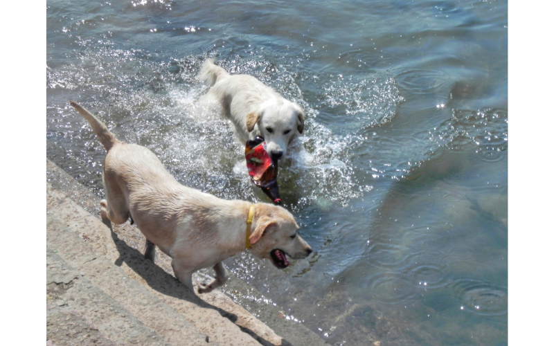 Labrador and Golden Retrievers are two of the most popular dog breeds in the United States and the rest of the world.