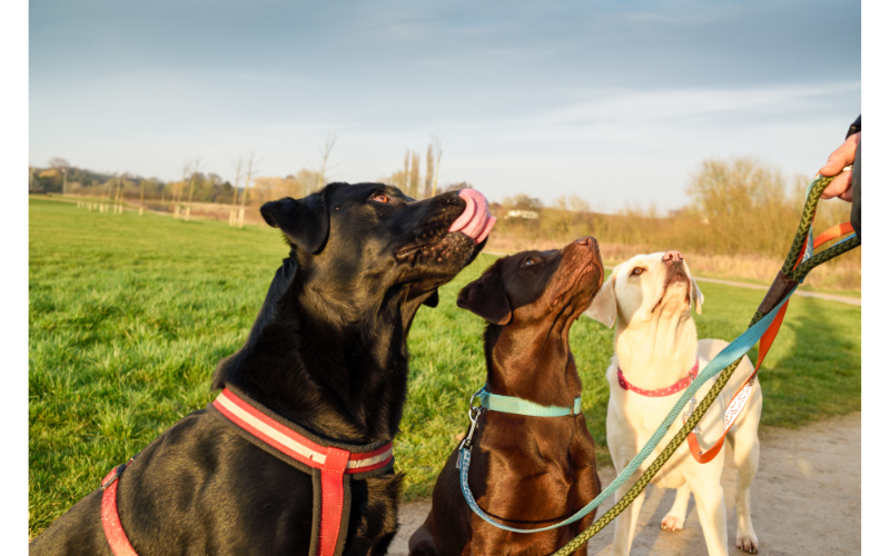 There are only three colors of Labrador Retrievers: black, yellow, and chocolate. There are also a variety of different shades of each color.