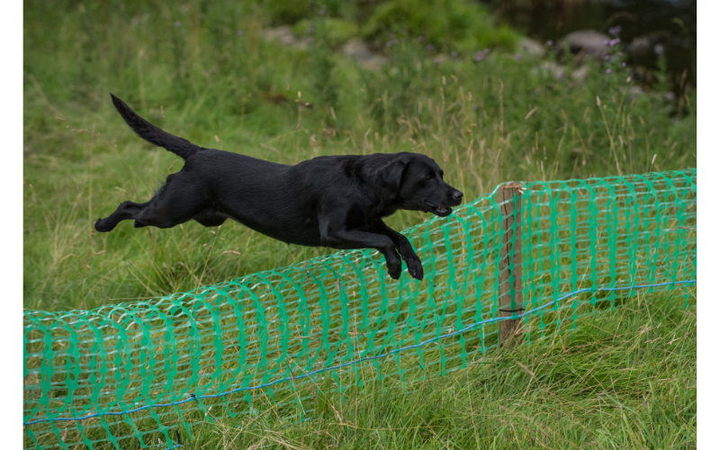 Labradors are a very intelligent breed of dog. They are easy to train, but they need a lot of mental stimulation.