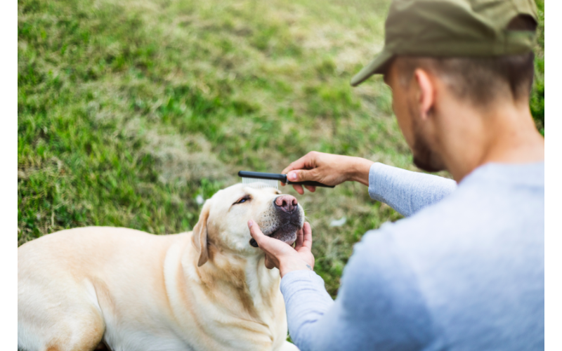There are many grooming tasks that you may need to perform on your Labrador. Some of these include brushing the coat, trimming the nails, and bathing. These tasks are not difficult and can be done by anyone