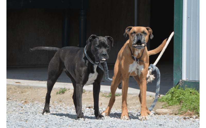 What makes a good guard dog? A good guard dog should be able to defend its territory from intruders, but it should also have a personality that makes it fun to have around.