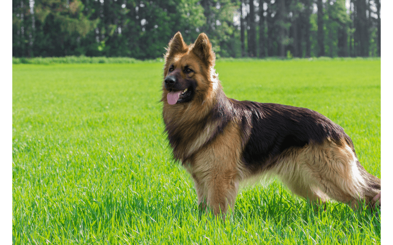 Are german shepherds good guard dogs? German Shepherds are extremely loyal and protective, and makes excellent guard dogs.