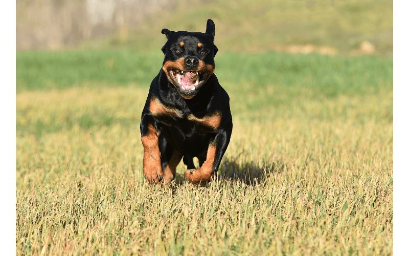 Are rottweilers good guard dogs? A Rottweiler is a fierce and loyal dog who loves to guard its family.