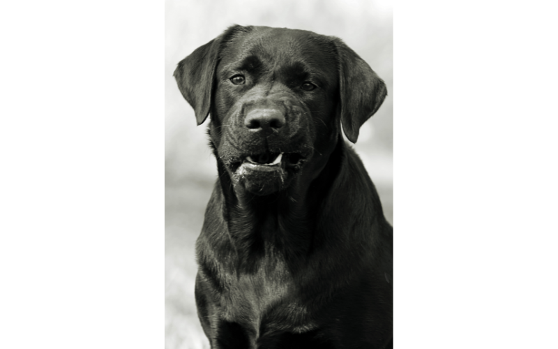 Labs are known for being playful, enthusiastic, and intelligent. With these traits, some breeders and owners would automatically assume that Lab puppies would be social with other dogs and not be aggressive towards them. However, some breeders and owners have reported that Labs are aggressive towards other dogs. Find out if Labs are aggressive and more importantly, what you should do if they are.