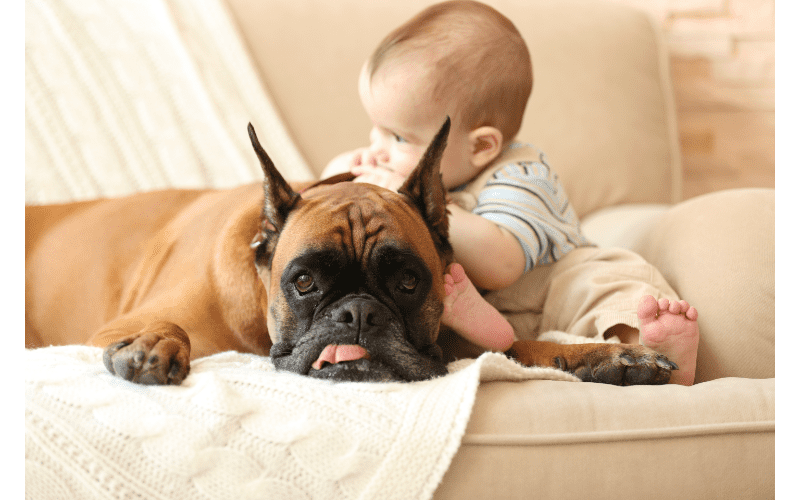 Are boxers good guard dogs? A boxer would make a good guard dog for a couple of reasons. The first is because they are already trained to protect their family and territory. Another reason is because they are tough, have a strong jaw, and are built for fighting
