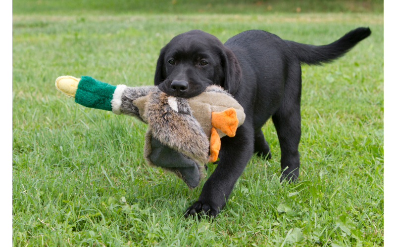 The difference between play and aggression is often difficult to see for people who don't have experience with Labradors. 