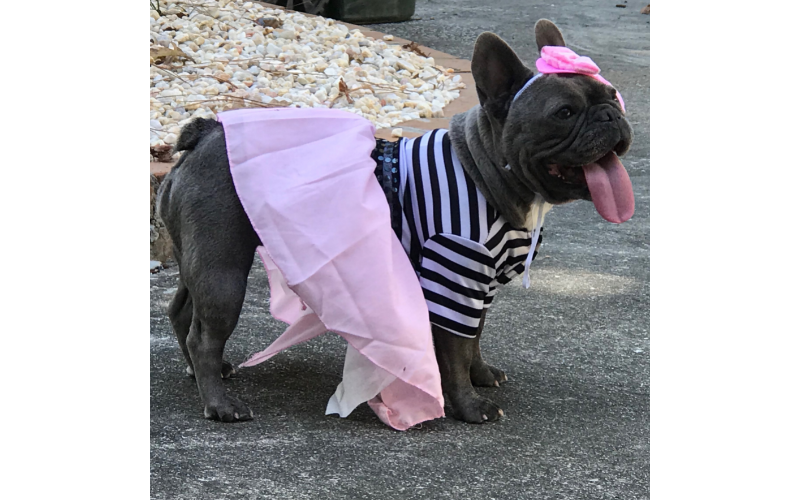 Are French Bulldog's tail docked? No, French bulldogs have tails that are natural.


