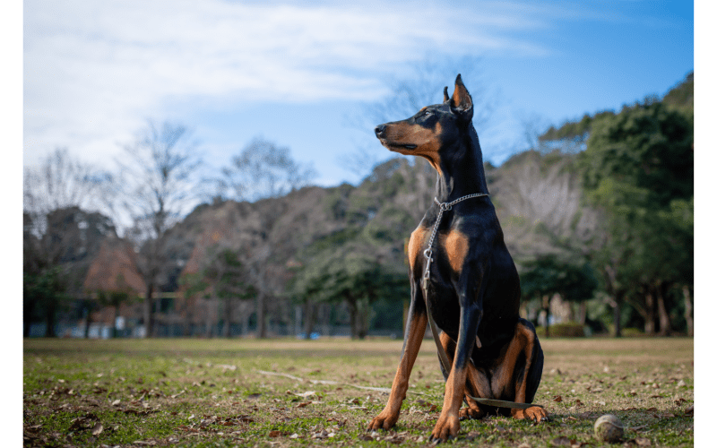 There are many breeds of dogs that are considered to be good, but the Doberman is one of the few breeds that has been bred specifically for protection